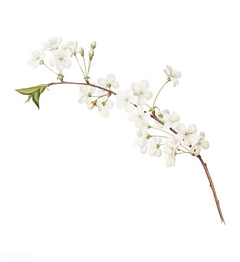 Amarena cherry flower from Pomona Italiana il.. | Free stock vector - 488065