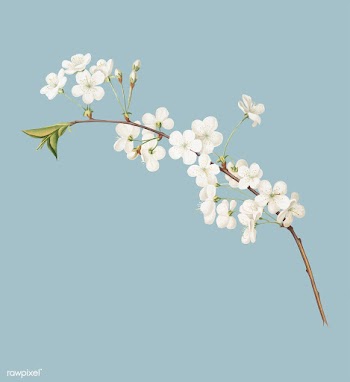 Amarena cherry flower from Pomona Italiana il.. | Free stock vector - 488072