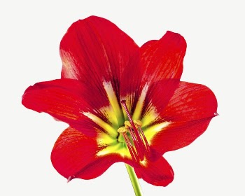 Amaryllis flower collage element psd | Free PSD - rawpixel