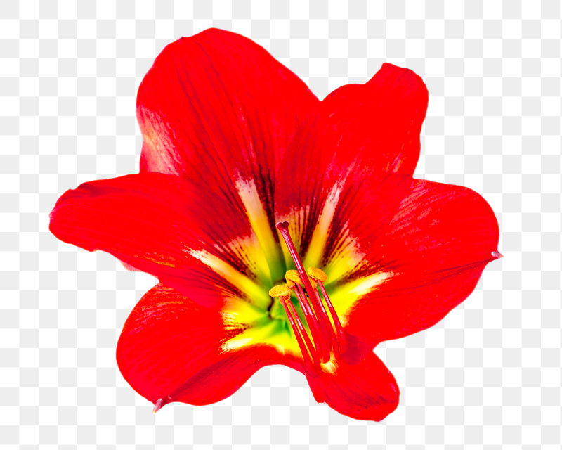 Amaryllis flower png sticker, transparent | Free PNG - rawpixel