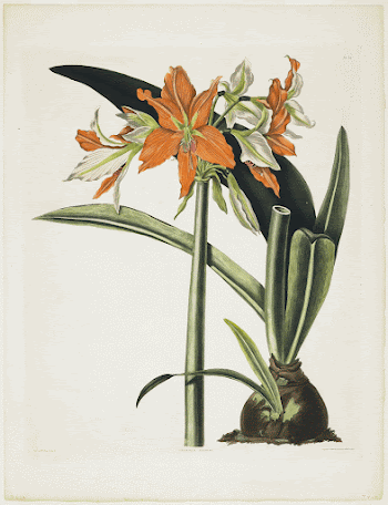 Amaryllis fulgida (Striped-tubed Amaryllis) (1831&ndash;1834) | Free Photo - rawpixel