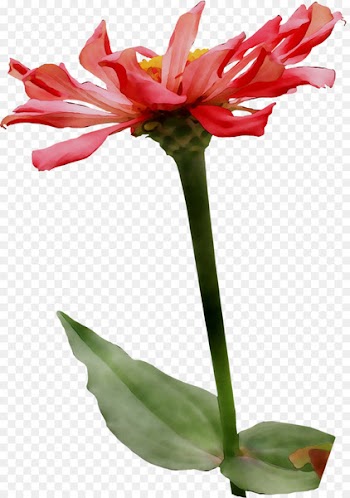 Amaryllis Jersey lily Cut flowers Plant stem Flowerpot -  