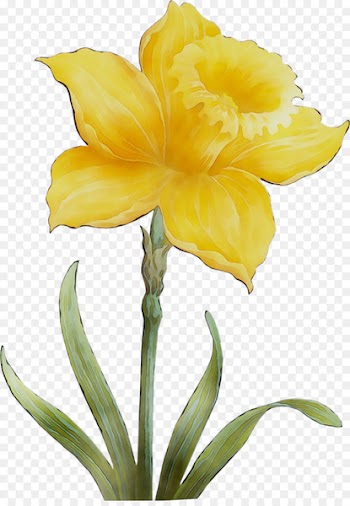 Amaryllis Jersey lily Cut flowers Yellow Plant stem -  