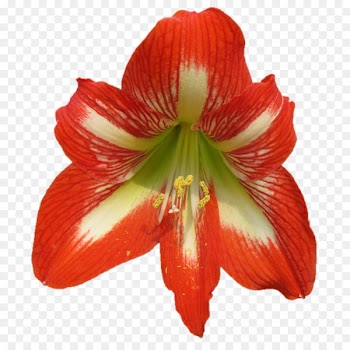Amaryllis Jersey lily Daylily Orange S.A. Belladonna - aum poster 