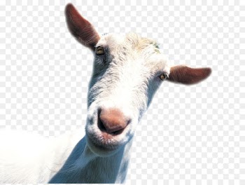 aMaze Around BBC Learning English - White sheep 