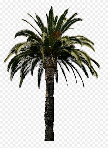 Amazing Clipart Palm Tree Collection Png With Palm - Date Palm Tree Psd