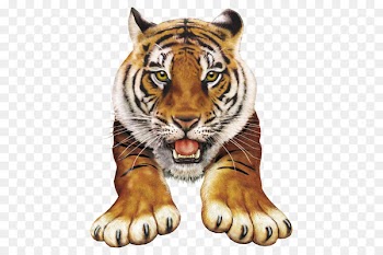 Amazing Pop-up Animal Atlas Tiger Clip art Image Portable Network Graphics - tiger 