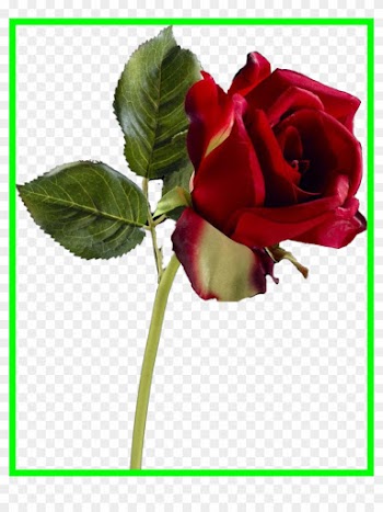 Amazing Rose Png Clipart Variety Pict For Garden Trends - Rose