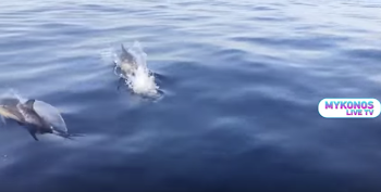 Amazing sight as dolphins appear in Mykonos (video) - Aegean Islands