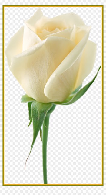 Amazing White Roses Png My Favorites Picture Of Wedding - White Roses Transparent Background