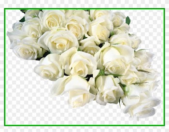 Amazing White Roses Png Rozy For Lotus Hd Trends And - Frames