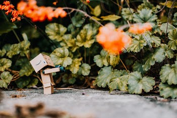Amazon Box Character Pointing at Flower