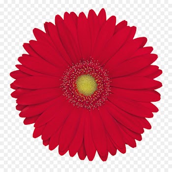 Amazon.com High Chairs & Booster Seats Paper Party Confetti - gerbera pattern 