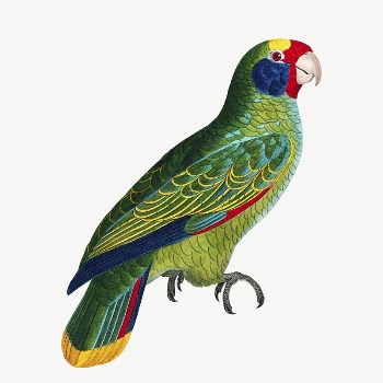Amazon parrot bird, vintage animal | Free PSD Illustration - rawpixel