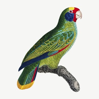 Amazon parrot bird, vintage animal | Free PSD Illustration - rawpixel