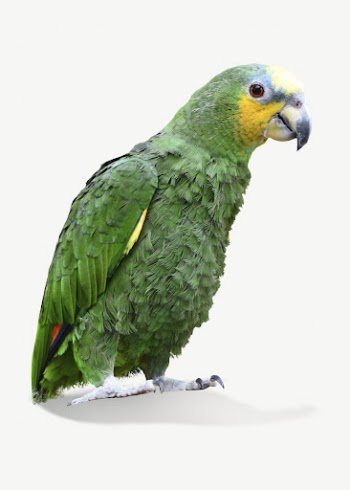 Amazon parrot collage element psd | Free PSD - rawpixel