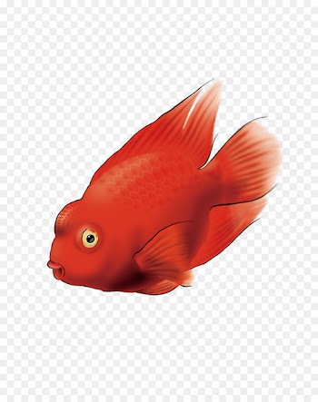 Amazon parrot Fish Computer file - Parrot fish 