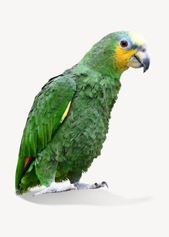 Amazon parrot isolated image on white | Free Photo - rawpixel