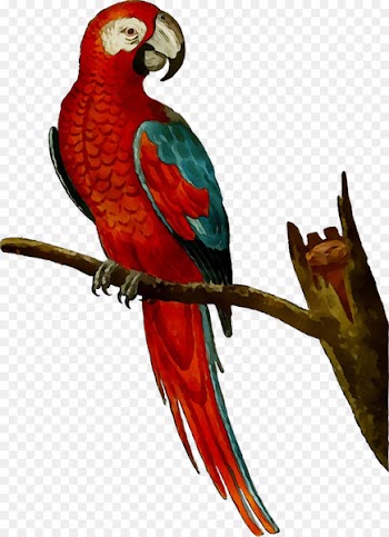 Amazon parrot Macaw Bird Mug -  