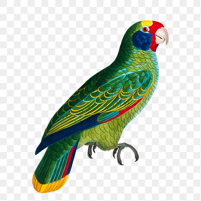Amazon parrot png bird sticker, | Free PNG Illustration - rawpixel
