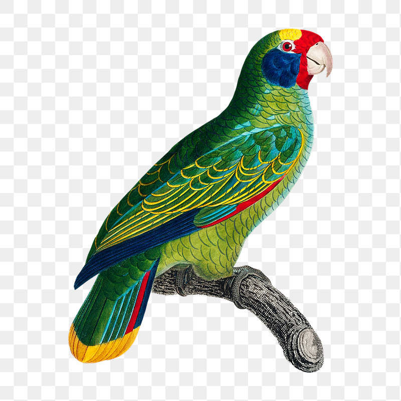 Amazon parrot png bird sticker, | Free PNG Illustration - rawpixel