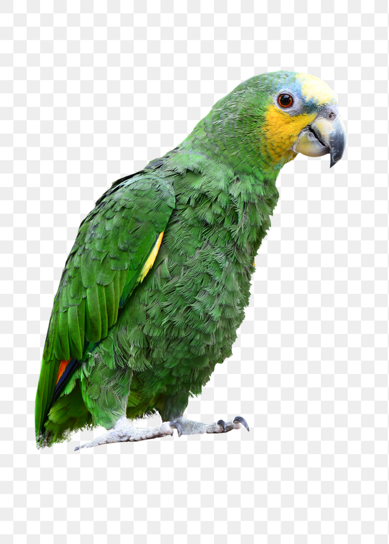 Amazon parrot png sticker, transparent | Free PNG - rawpixel