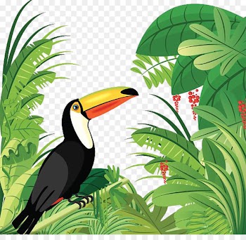 Amazon rainforest Tropical forest Bird Tropical rainforest - Tropical rain forest birds 