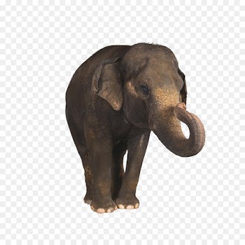 Amer Fort Jim Corbett National Park Indian elephant Mahout - Volume elephant nose 