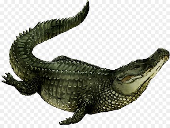 American alligator Nile crocodile Fauna -  