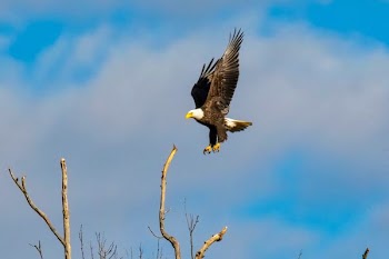 American Bald Eagle