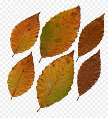 American Beech Leaves By Darkroomalchemist On Deviantart - American Beech Leaf In Fall