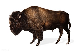 American Bison illustration | Free stock vector - 457920