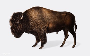 American Bison illustration | Free stock vector - 457960