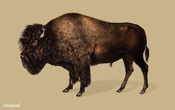 American Bison illustration | Free stock vector - 457961