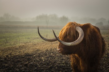 American Bison Standing on Grass