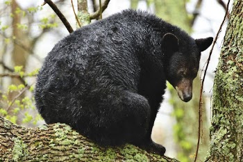 American black bear, animal background. | Free Photo - rawpixel