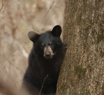 American black bear, animal background. | Free Photo - rawpixel