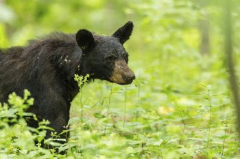 American black bear, animal background. | Free Photo - rawpixel