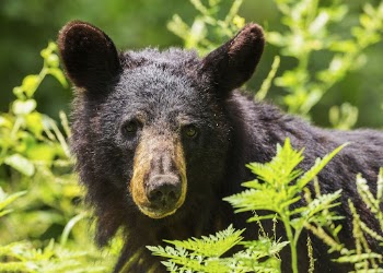 American black bear, animal background. | Free Photo - rawpixel
