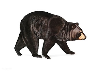 American Black Bear illustration | Free stock vector - 457938
