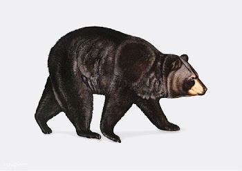 American Black Bear illustration | Free stock vector - 457950