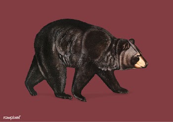 American Black Bear illustration | Free stock vector - 457968