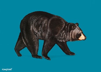 American Black Bear illustration | Free stock vector - 457969