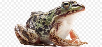 American bullfrog Amphibian - Frog PNG 