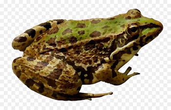 American bullfrog Amphibians Toad Portable Network Graphics -  