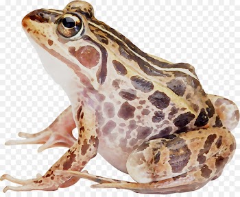 American bullfrog Amphibians Toad True frog -  