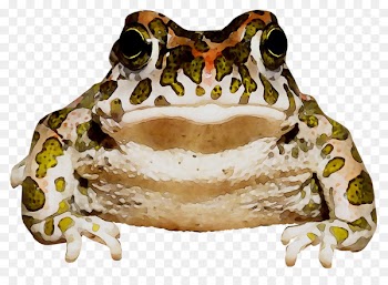 American bullfrog True frog Toad Jaw Terrestrial animal -  