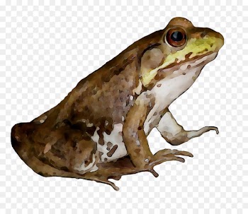 American bullfrog True frog Toad Reptile -  