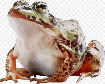 American bullfrog True frog Toad Terrestrial animal -  