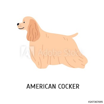 American Cocker Spaniel
